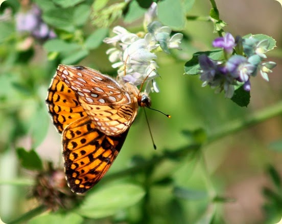 Aphrodite Fritillary