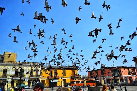 Obiective turistice Peru: Porumbei in Lima