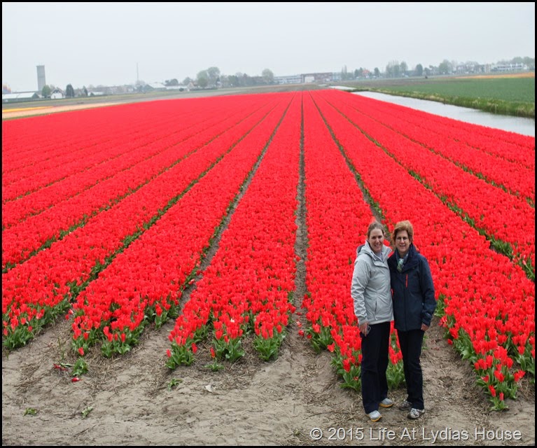 Holland Flower Fields 13