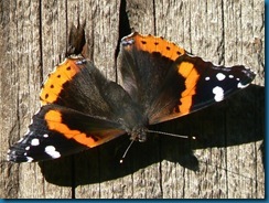 red_admiral_butterfly_1sh25_0712_640x480