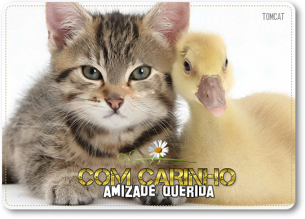 kitten_04.jpg