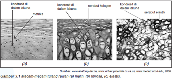 Gambar 3.1 Macam-macam tulang rawan (a) hialin, (b)  brosa, (c) elastis.