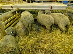 2015.02.26-014 mouton Mérinos d'Arles