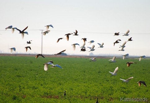 17. curlews n egrets-kab