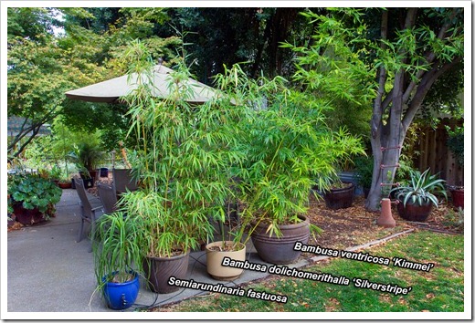 121023_bamboos-by-patio