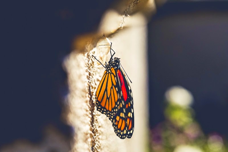emerging monarchs-3