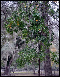 06 - ripe Orange Tree