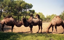 1993.08.31-111.30 chameaux