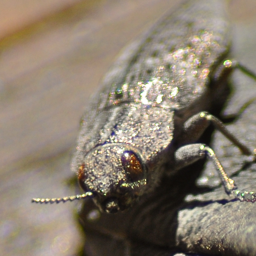 Bronze Birch Borer Project Noah