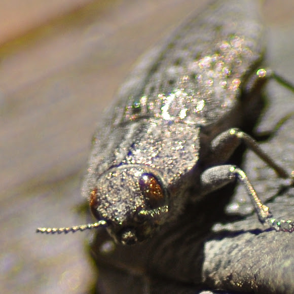 Bronze Birch Borer Project Noah