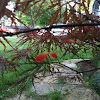 Japanese red maple (select dwarf)