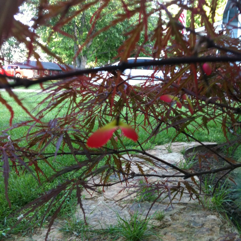 Japanese red maple (select dwarf)