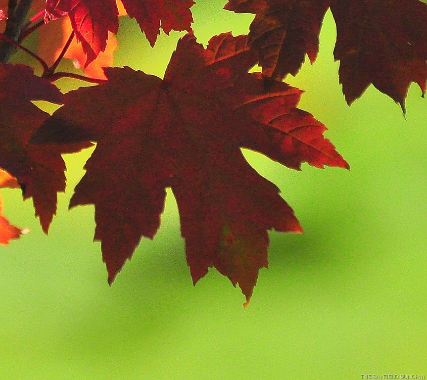 [DSC_0017%255B4%255D.jpg]