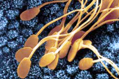 human sperm human sperm