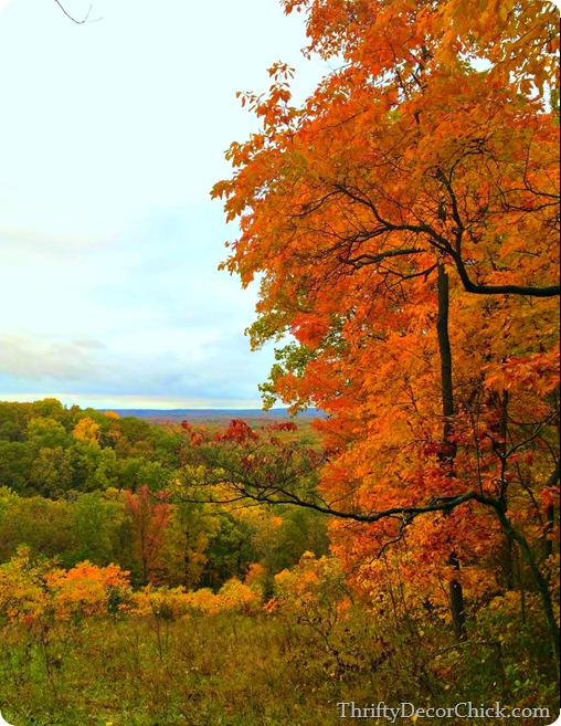 colorful fall trees Indiana