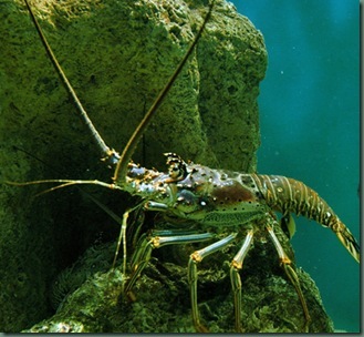 Image Detail for   http   keysnews.com files images 0331_Lobster