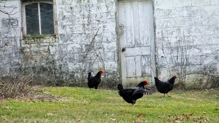 Rooster and hens