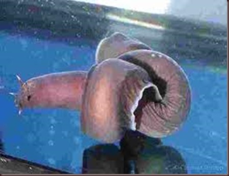 Amazing Animal Pictures Hagfish (1)