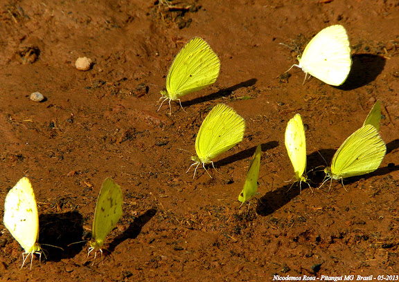 À gauche : Pyrisitia nise tenella (BOISDUVAL, 1836). À droite : probablement Eurema agave pallida (CHAVANNES, 1850). Pitangui (MG, Brésil), 22 mai 2013. Photo : Nicodemos Rosa