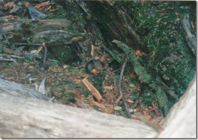 Squirrel in the snowshed ruins at the Embro Tunnel on the Iron Goat Trail in 1998