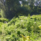 Loire rive droite au Moriaud, aval Saint-Laurent-la-Conche photo #1187