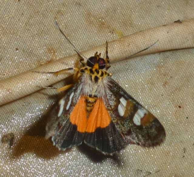 Agaristinae : Schausia coryndoni (ROTHSCHILD, 1896). Saha Forest Camp, Anjozorobe (Madagascar). 4 janvier 2014. Photo : T. Laugier