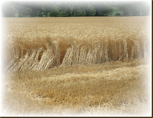 Cut wheat