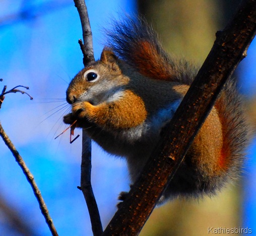 2-9-12 Red Squirrel sky-kab