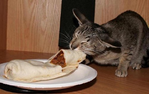 [kot-s-blinom%255B2%255D.jpg]