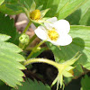 Garden Strawberry