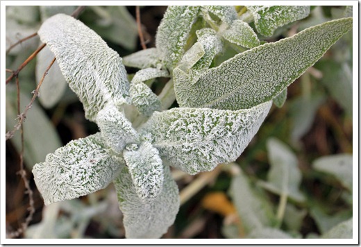 121220_first_frost_Salvia-canariensis_02