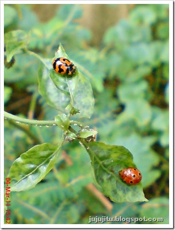 Kumbang Koksi ‘Transverse Ladybird’ (Coccinella transversalis) 09