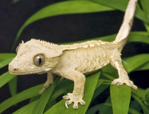 [Amazing%2520Animal%2520Pictures%2520crested%2520geckos%2520%25289%2529%255B3%255D.jpg]