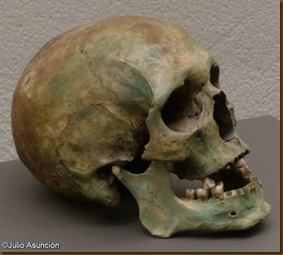 Cráneo de la cueva de los Hombres Verdes - Urbiola - Museo de Navarra