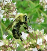 bumble bee-oregano (1)
