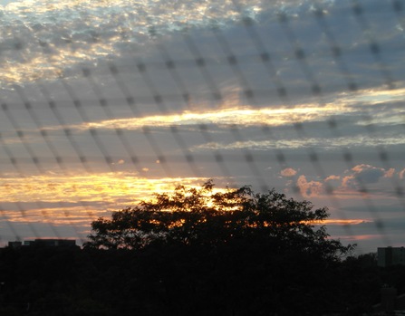 Sunset through my pigeon netting