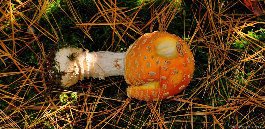 [DSC_0014%255B4%255D.jpg]