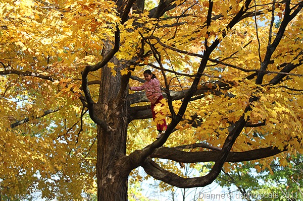 IMG_8568 Little Girl In Tree