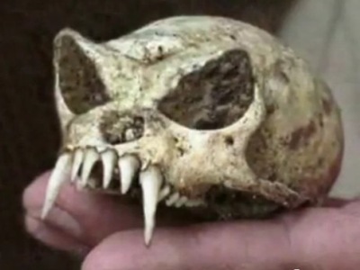 cranio dentuço