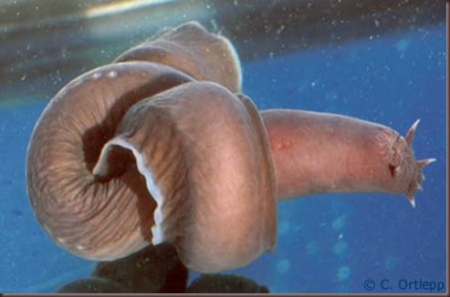 Amazing Animal Pictures Hagfish (3)