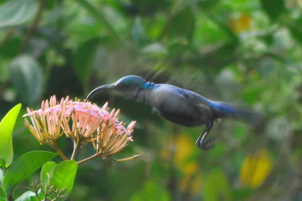 Loten's Sunbird - Male