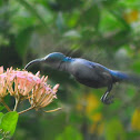 Loten's Sunbird - Male
