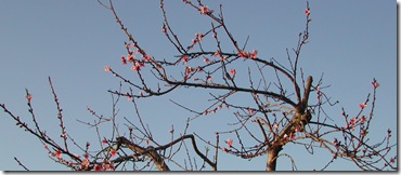 Early peach blossum