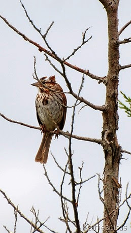 9. song sparrow-kab