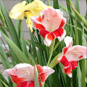 Gladiolus 'white and red'