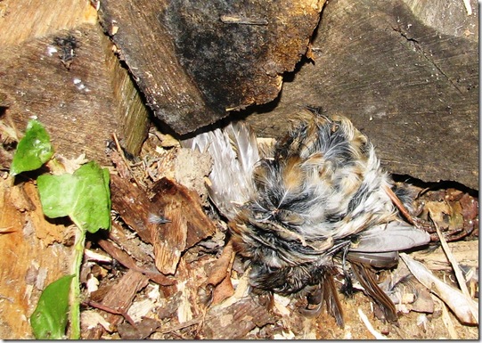 20130314 dead hedge sparrow