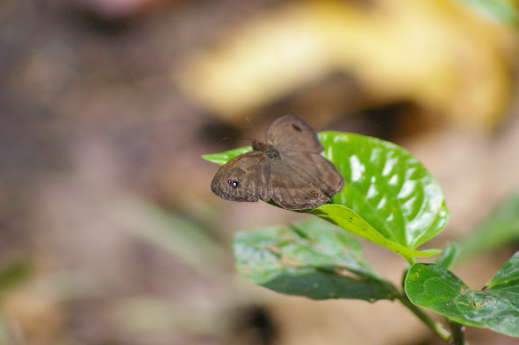 Ypthima pandocus sertorius FRUHSTORFER, 1911. Sukau (Sabah, Malaisie, Bornéo), 5 août 2011. Photo : J.-M. Gayman