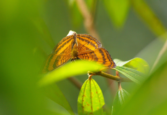 Junonia iphita viridis STAUDINGER, 1889. Sepilok, 10 août 2011. Photo : J.-M. Gayman