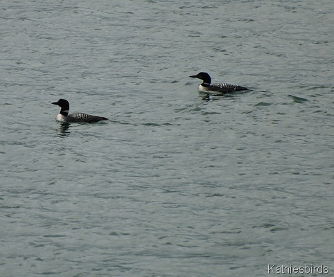 4. Loons-kab DSC_0202