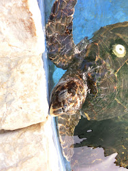 2012-10-20 Mallorca by BREITENGRAD53 - 199